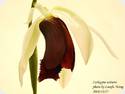 Coelogyne speciosa x usitana